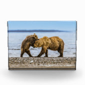 Kustbruine beren fotoblokken (Voorkant)