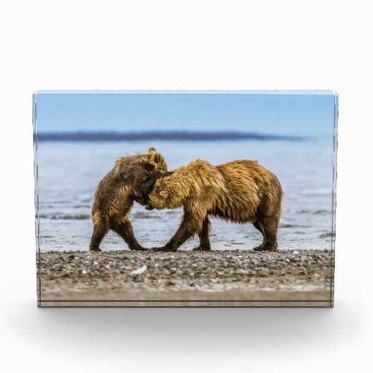 Kustbruine beren fotoblokken (Voorkant)