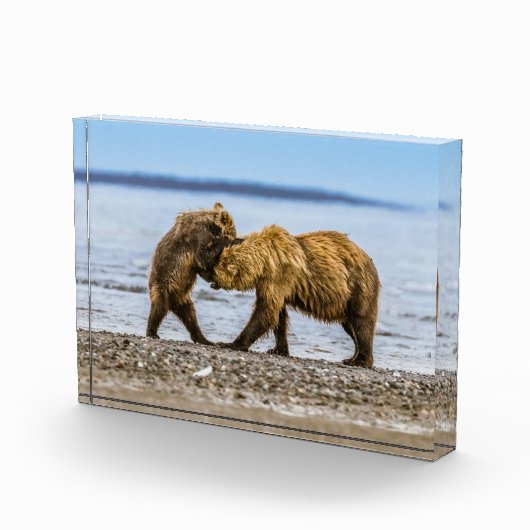 Kustbruine beren fotoblokken (Rechts)