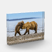 Kustbruine beren fotoblokken (Links)