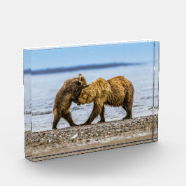 Kustbruine beren fotoblokken