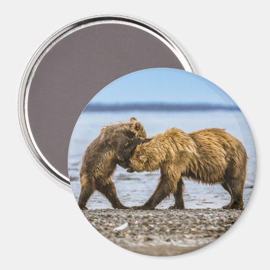 Kustbruine beren magneet (Voorkant / Achterkant)