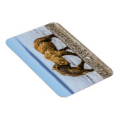 Kustbruine beren magneet (Rechterzijde)