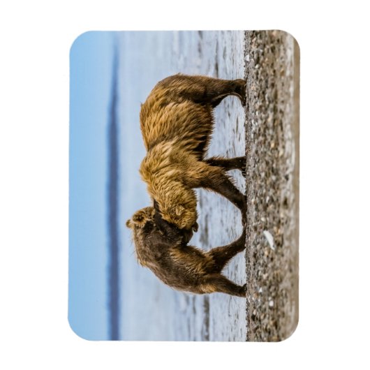 Kustbruine beren magneet (Verticaal)