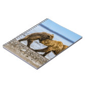 Kustbruine beren notitieboek (Linkerzijde)