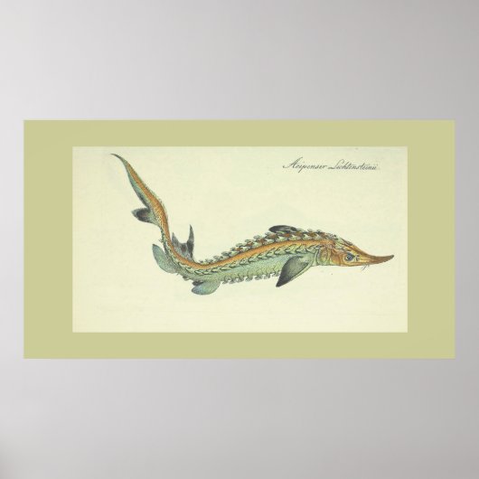 Kustdruk -  visdruk poster (Voorkant)