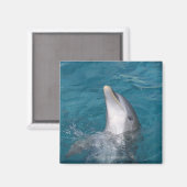 Kustflessendolfijn Magneet (Voorkant / Achterkant)