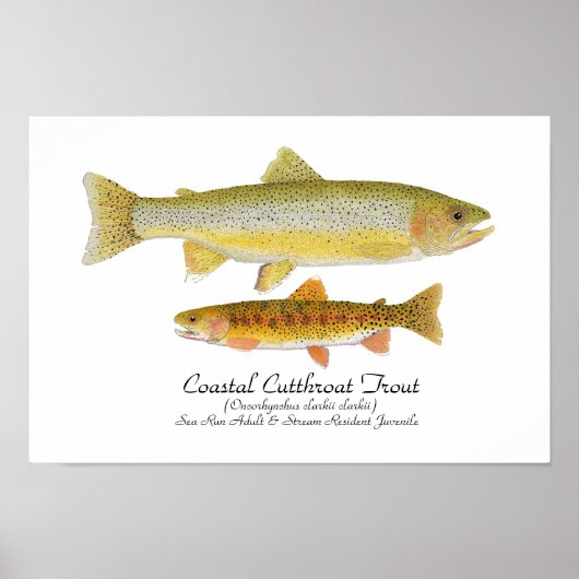 Kustforel Poster van de Cutkeelforel (Voorkant)