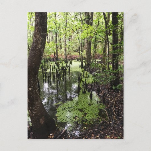 kustgebied briefkaart (Voorkant)