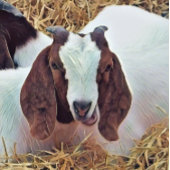 KUSTGOAT BAGAGELABEL