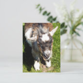 KUSTGOAT BRIEFKAART (Staand voorkant)