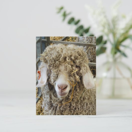 KUSTGOAT BRIEFKAART (Staand voorkant)