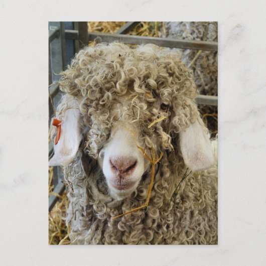 KUSTGOAT BRIEFKAART (Voorkant)