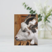 KUSTGOAT BRIEFKAART (Staand voorkant)