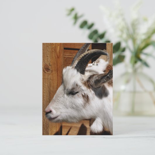 KUSTGOAT BRIEFKAART (Staand voorkant)