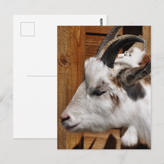 KUSTGOAT BRIEFKAART (Voorkant / Achterkant)