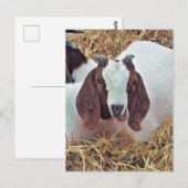 KUSTGOAT BRIEFKAART (Voorkant / Achterkant)