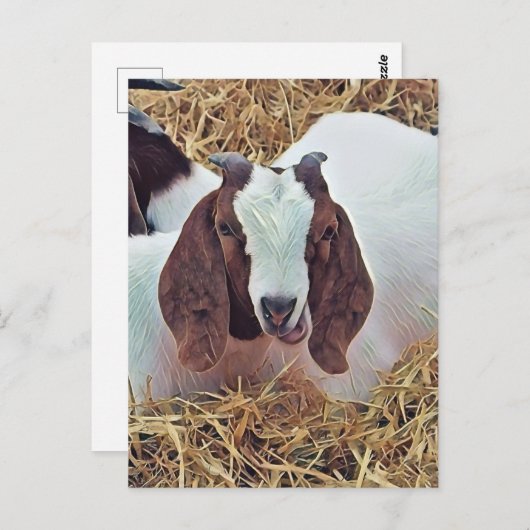 KUSTGOAT BRIEFKAART (Voorkant / Achterkant)