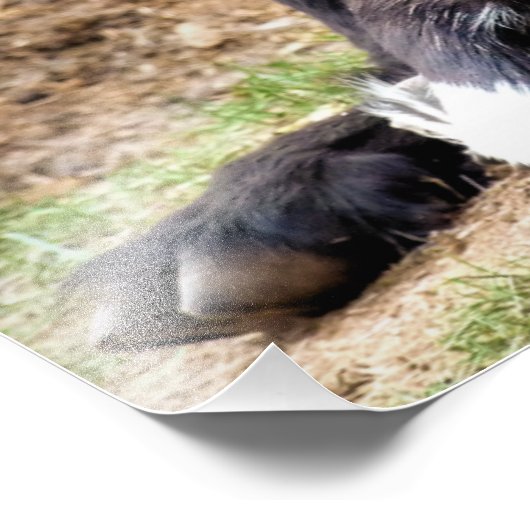 KUSTGOAT FOTO AFDRUK (Hoek)