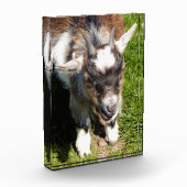 KUSTGOAT FOTOBLOKKEN (Links)