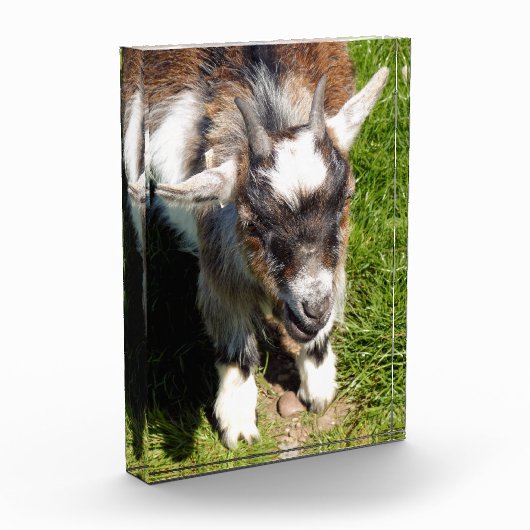 KUSTGOAT FOTOBLOKKEN (Links)