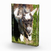 KUSTGOAT FOTOBLOKKEN (Rechts)