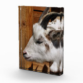 KUSTGOAT FOTOBLOKKEN (Rechts)