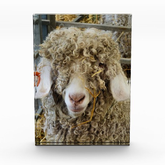 KUSTGOAT FOTOBLOKKEN (Voorkant)