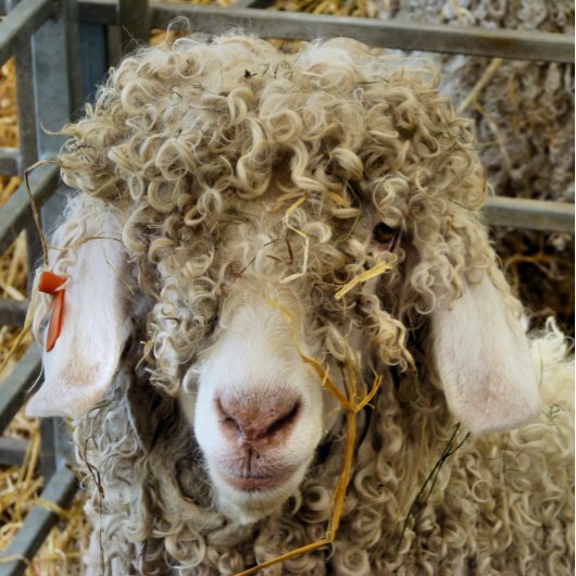 KUSTGOAT KERAMISCHE KNOP