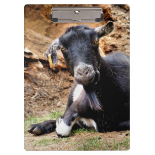 KUSTGOAT KLEMBORD