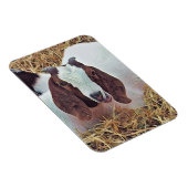 KUSTGOAT MAGNEET (Rechterzijde)