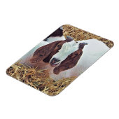 KUSTGOAT MAGNEET (Linkerzijde)