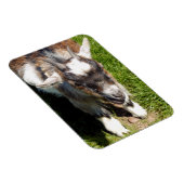 KUSTGOAT MAGNEET (Rechterzijde)