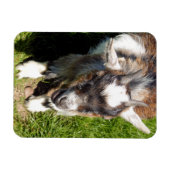 KUSTGOAT MAGNEET (Horizontaal)