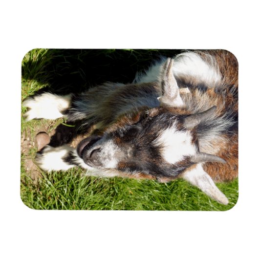 KUSTGOAT MAGNEET (Horizontaal)