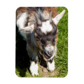 KUSTGOAT MAGNEET (Verticaal)