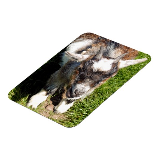 KUSTGOAT MAGNEET (Linkerzijde)