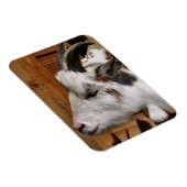 KUSTGOAT MAGNEET (Rechterzijde)