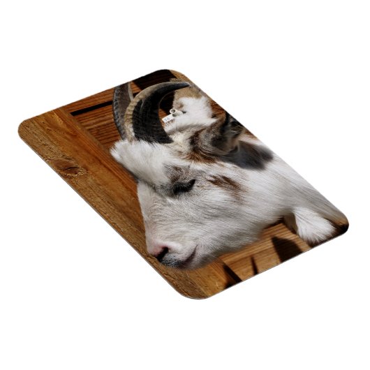 KUSTGOAT MAGNEET (Rechterzijde)