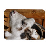 KUSTGOAT MAGNEET (Horizontaal)