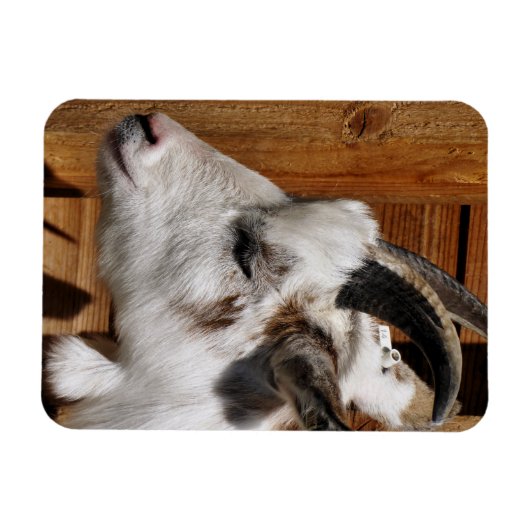 KUSTGOAT MAGNEET (Horizontaal)