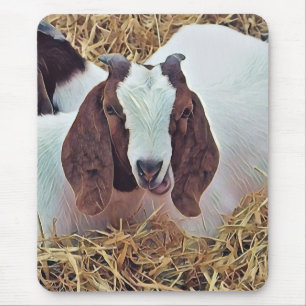 KUSTGOAT MUISMAT