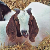 KUSTGOAT NOTITIEBOEK