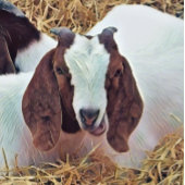 KUSTGOAT POKERKAARTEN