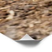 KUSTGOAT POSTER (Hoek)