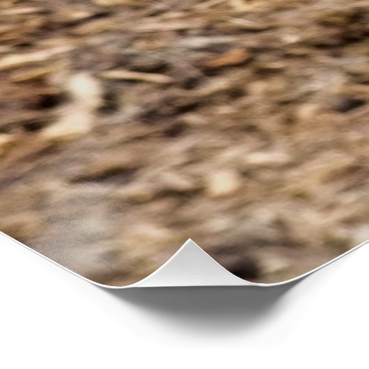 KUSTGOAT POSTER (Hoek)