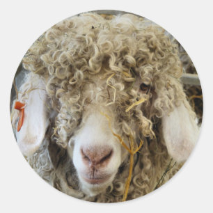 KUSTGOAT RONDE STICKER