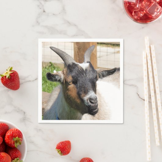 KUSTGOAT SERVET (Insitu)