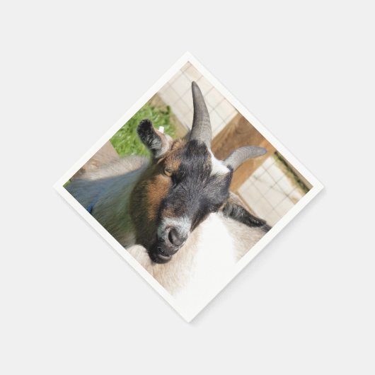 KUSTGOAT SERVET (Hoek)