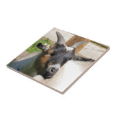 KUSTGOAT TEGELTJE (Zijkant)